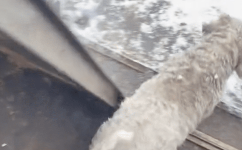 白色的狗狗冲进雪地里,突然就变成了黑色,没有对比就没伤害 白色的狗狗冲进雪地里,突然就变成了黑色,没有对比就没伤害
