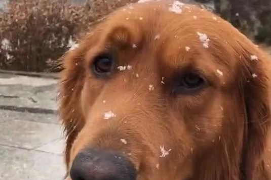 大雪纷飞,金毛狗狗在门外等候主人,暖暖一幕 大雪纷飞,金毛狗狗在门外等候主人,暖暖一幕