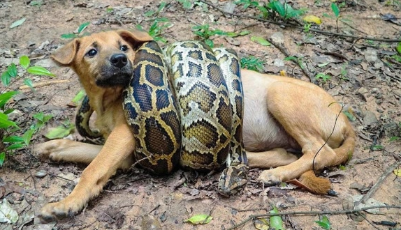 蟒蛇捆紧爱犬就快窒息，他灵机一动这动作成功救回狗命
