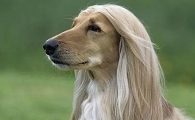 阿富汗猎犬又叫什么,美丽的姿容独特风格