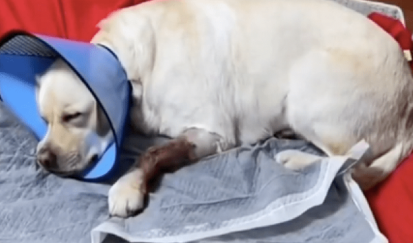导盲犬引导盲人女孩过马路，被汽车撞倒之前，它挺身而出挡在前面 