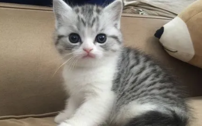 美短好养吗