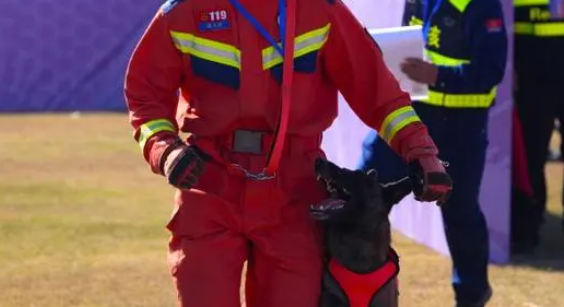 搜救犬平时怎么工作?哪些狗狗可以当搜救犬?浙江消防行业职业技能比武开赛,15个小选手令人侧目 搜救犬平时怎么工作?哪些狗狗可以当搜救犬?浙江消防行业职业技能比武开赛,15个小选手令人侧目