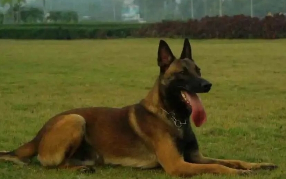 比利时马林诺斯牧羊犬（马犬）特性详细介绍，你想知道的都在这里了