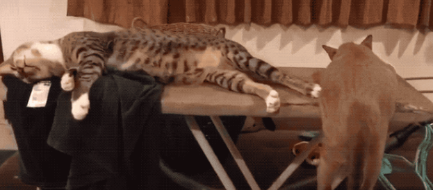 猫咪睡太死，主人用移动监控撞击也叫不醒，网友：有的猫活着，但已经睡死了……