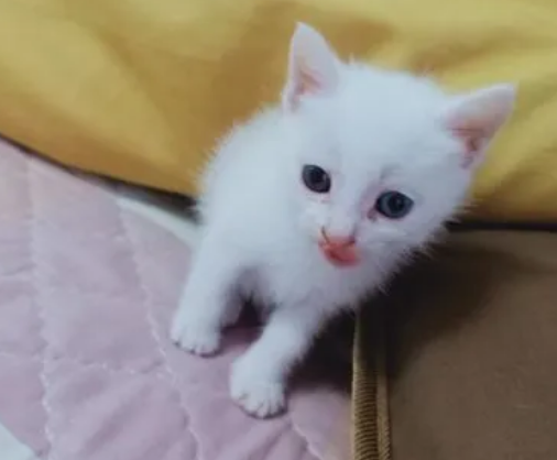 小猫舔了几口84稀释的消毒水