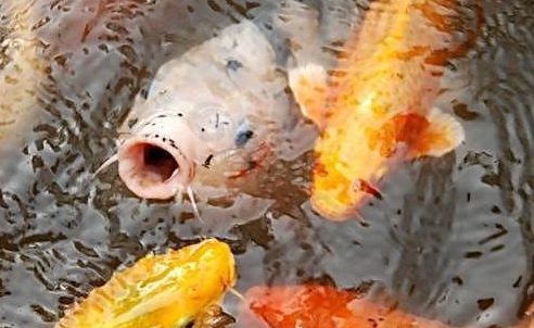 金鱼总是在水面吧唧嘴