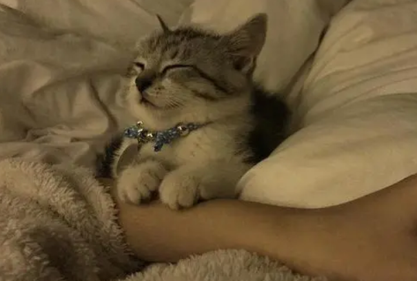 小猫舔被子好多口水