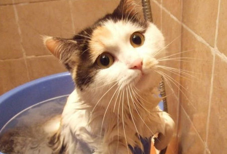 养猫费钱还是养狗费钱