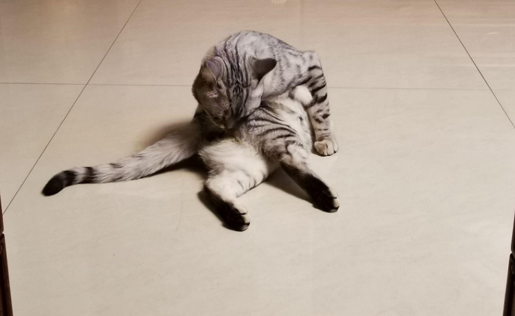 养猫房子里一股怪味