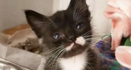 猫咪的身材只有勺子大小,宠主平时都不敢碰它,总害怕将它压伤了 猫咪的身材只有勺子大小,宠主平时都不敢碰它,总害怕将它压伤了