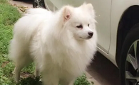 银狐犬优缺点