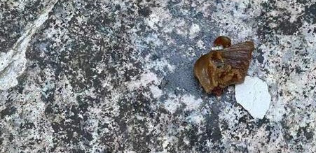 贵州宠物狗被下毒,主人痛哭流涕,投毒者最高可判死刑 贵州宠物狗被下毒,主人痛哭流涕,投毒者最高可判死刑