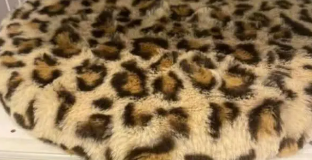 给橘猫买了一个垫子，可没过几天垫子就小了，真让人无奈