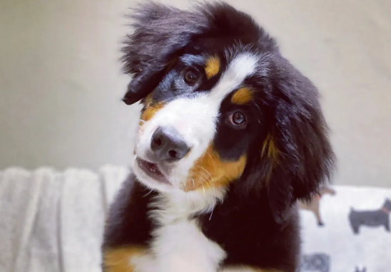 伯恩山犬寿命有多长 寿命最短的狗狗