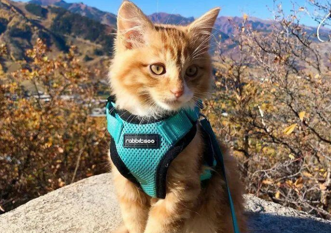 网友领养了一只橘猫回家之后,天天带着它一起游山玩水 网友领养了一只橘猫回家之后,天天带着它一起游山玩水