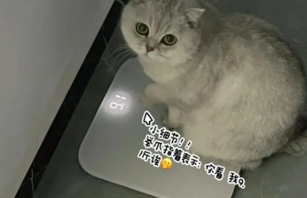 猫咪自己去称体重，看到数字后立刻向主人炫耀：你看我比你瘦~