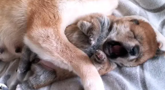 柴犬紧紧搂住奶狗,不让主人抱走,就生了一只,别送人了 柴犬紧紧搂住奶狗,不让主人抱走,就生了一只,别送人了