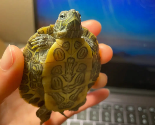 乌龟怎么分公母