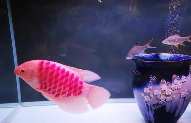 小型热带鱼最佳混养