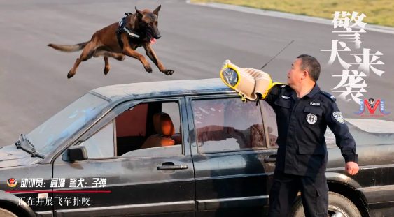 帅呆了！一大波警犬来袭，速度围观！”