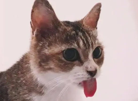 猫咪舔毛忘记收回舌头,主人担心猫咪舌头会干,忍不住出言提醒 猫咪舔毛忘记收回舌头,主人担心猫咪舌头会干,忍不住出言提醒