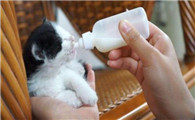 小猫喝羊奶粉拉稀怎么办