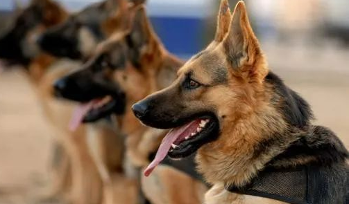 警犬的品种有哪些 这10种警犬帅爆战场！