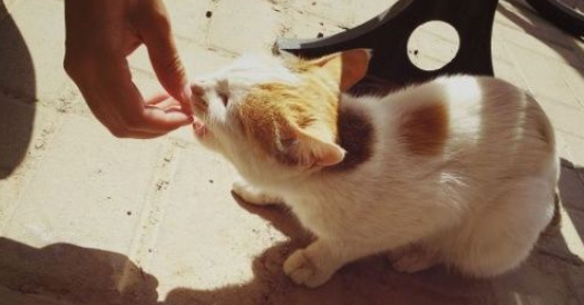 ProDiet博黛:用正确的方式关爱流浪猫 ProDiet博黛:用正确的方式关爱流浪猫