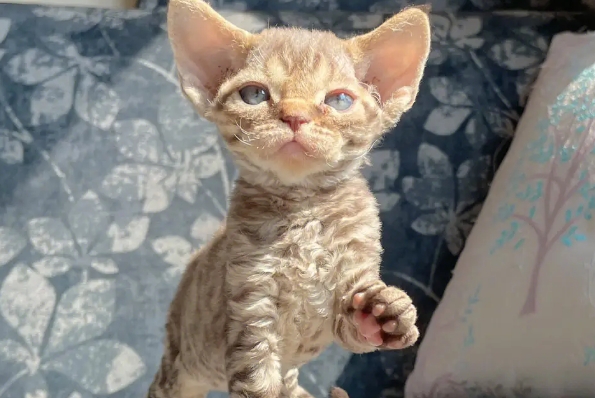 德文卷毛猫什么颜色最好 德文卷毛猫什么颜色最好