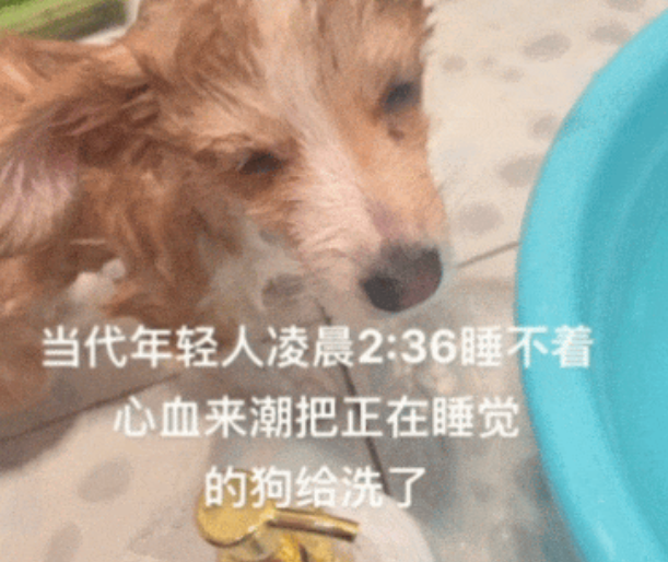 凌晨3点，妹子失眠非给狗洗澡…第二天的狗：昨晚做噩梦洗了一晚上的澡！