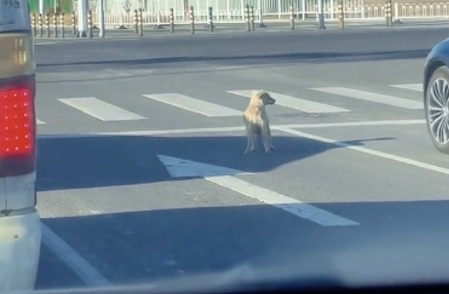 狗狗占着汽车道在等红绿灯,狗:四驱自动驾驶,狗皮座椅全景天窗 狗狗占着汽车道在等红绿灯,狗:四驱自动驾驶,狗皮座椅全景天窗