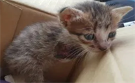 小猫多大断奶