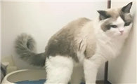 小猫拉黄色稀屎