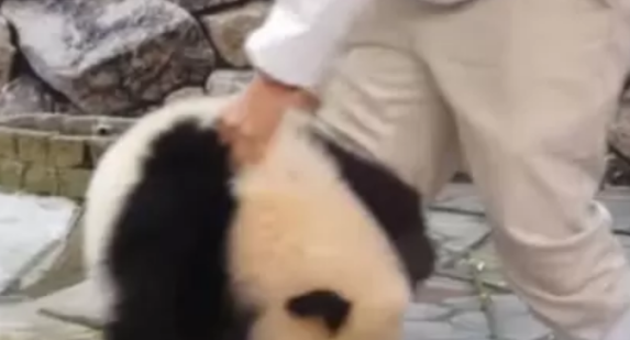 大熊猫吃饱没事干，躺地上装死，奶爸无奈：不就是要抱抱吗