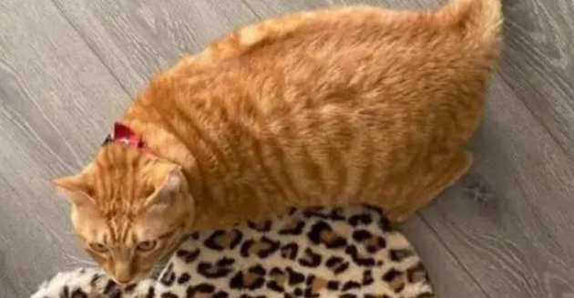 给橘猫买了一个垫子,可没过几天垫子就小了,真让人无奈 给橘猫买了一个垫子,可没过几天垫子就小了,真让人无奈