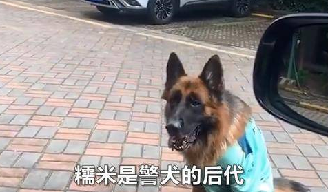 德牧智商要逆天,网红狗独自叫主人起床,网友喊话:赶紧送清华 德牧智商要逆天,网红狗独自叫主人起床,网友喊话:赶紧送清华