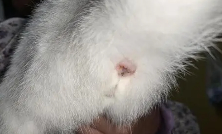 一个月小猫肛门外凸正常吗
