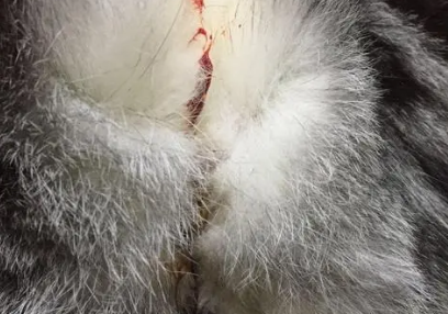 小猫拉屎带血是怎么回事 小猫拉屎带血是怎么回事