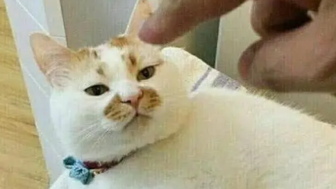 主人给英短猫找了个伴，结果英短成了宠妻狂魔，如今主人显得多余 