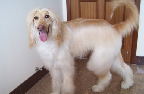 阿富汗猎犬皮肤病，清理不到位会发生感染寄生虫