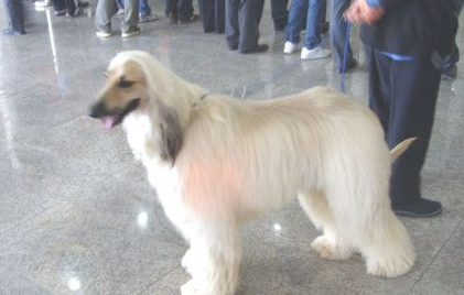 阿富汗猎犬喜欢吃什么 吃什么让毛更光泽