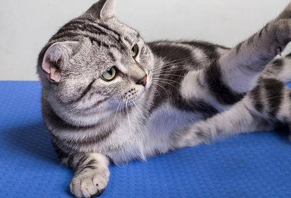 美短猫怎么养美短猫喂养注意事项 美短猫怎么养美短猫喂养注意事项