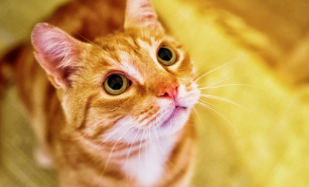小猫咪粘人睡觉,不一起睡就老是叫 小猫咪粘人睡觉,不一起睡就老是叫