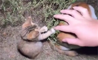 驯服小野猫