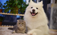 养猫养狗哪个更好