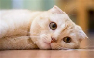 小猫会产后抑郁吗