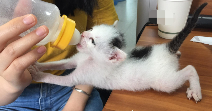 一个月的小猫怎么养 一个月的小猫怎么养