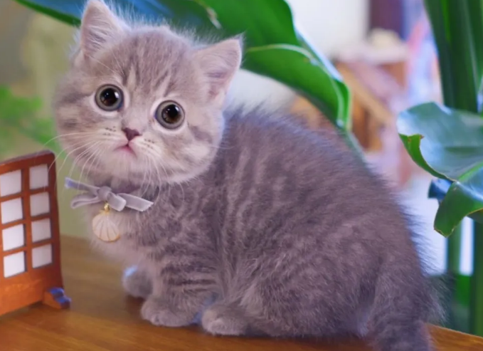 长不大的猫品种图案 长不大的猫品种图案