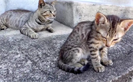 怎样才能把野猫彻底赶走视频
